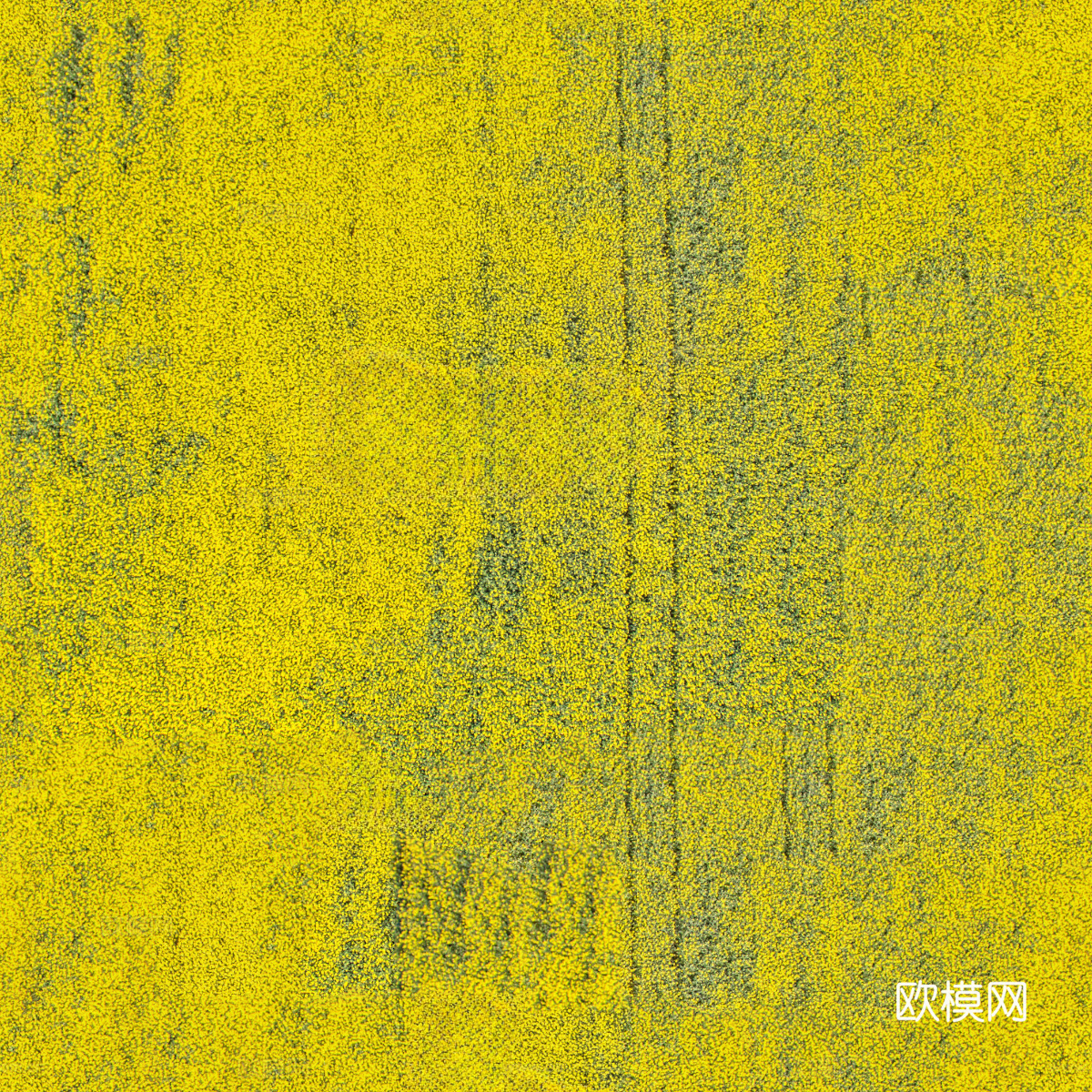 农田油菜花田157下载
