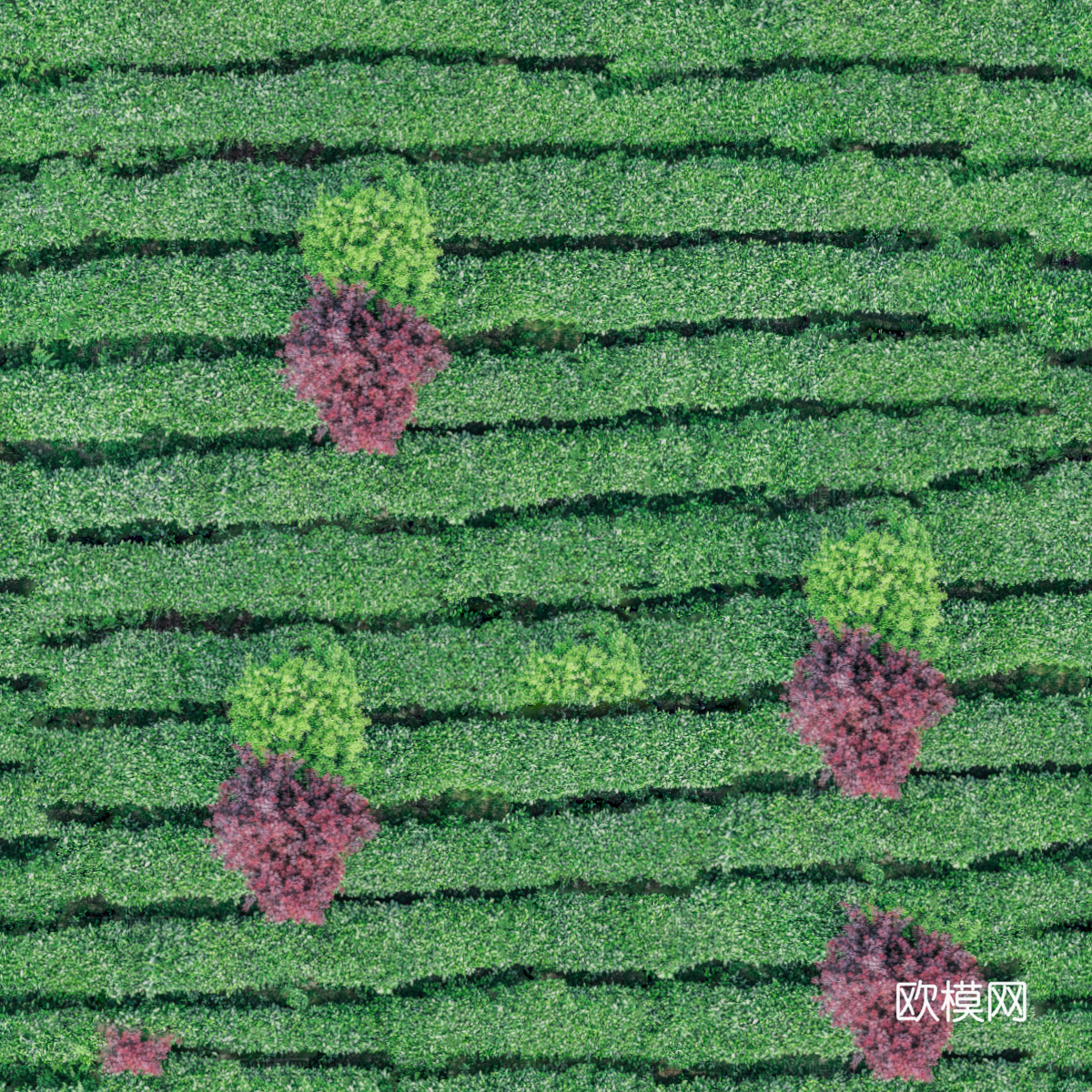 满山茶园茶山茶树俯视图21下载