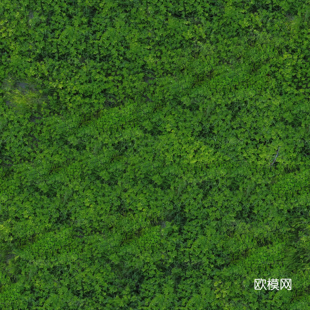 森林树林俯视图98下载