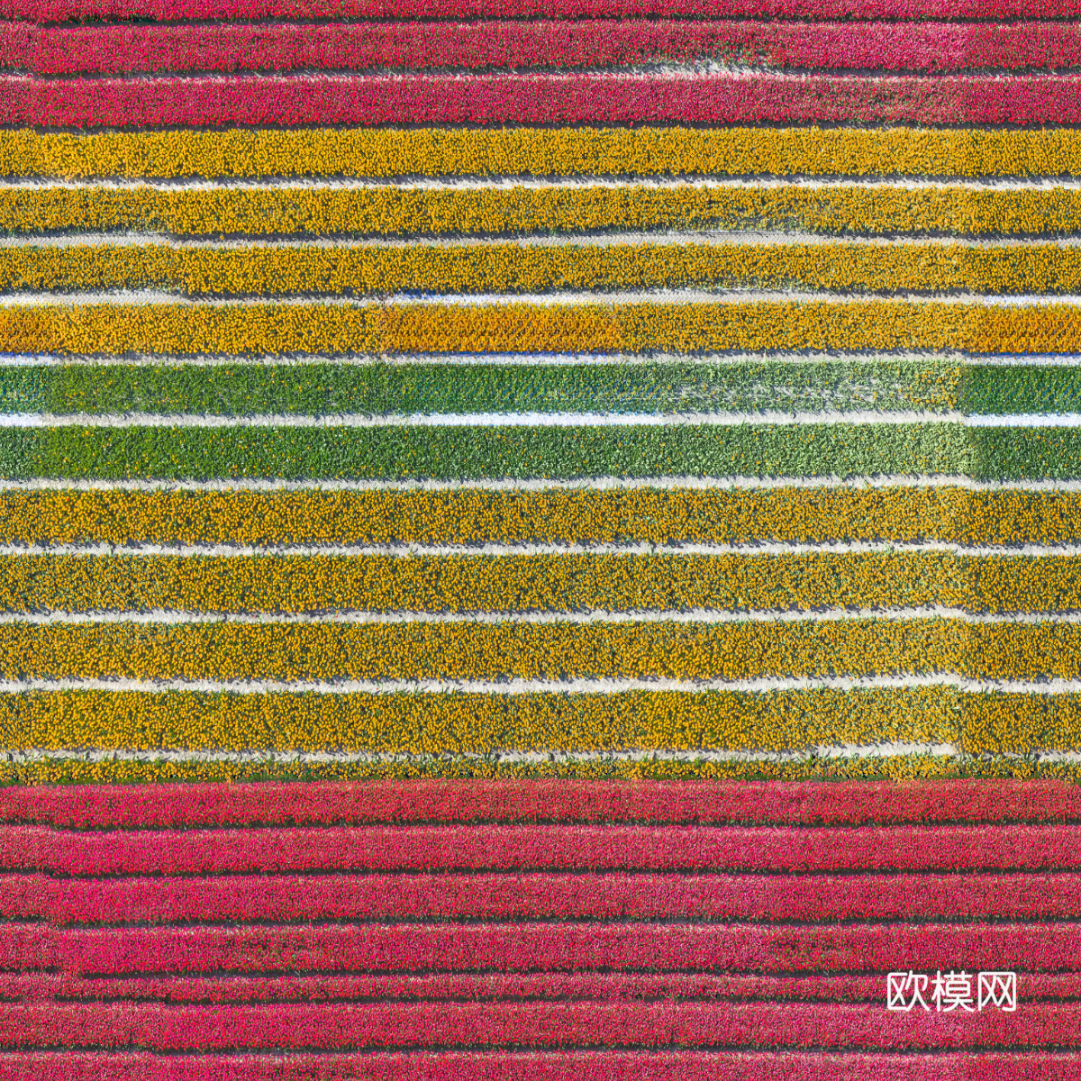 花田花海73下载