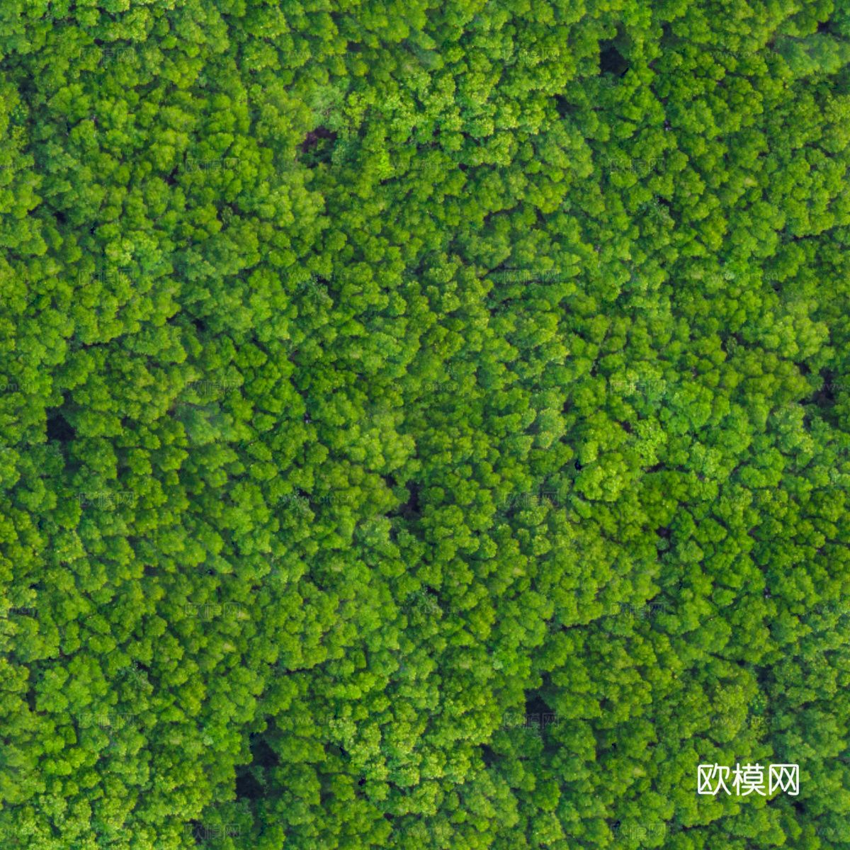 森林树林俯视图3