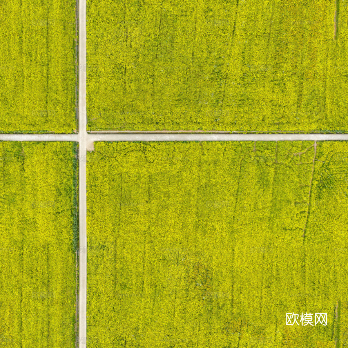 农田油菜花田136