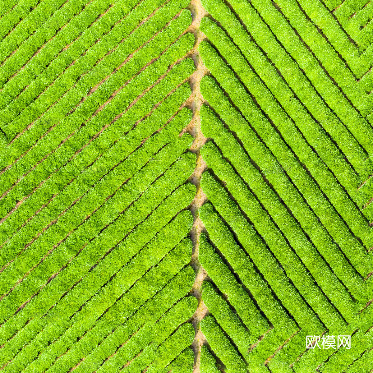 满山茶园茶山茶树俯视图130下载