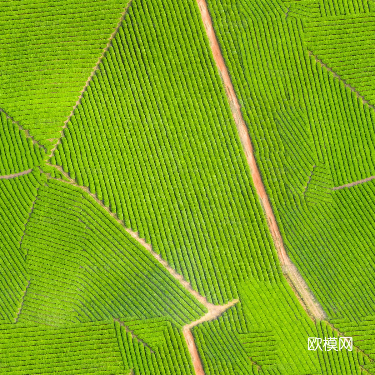 满山茶园茶山茶树俯视图122下载