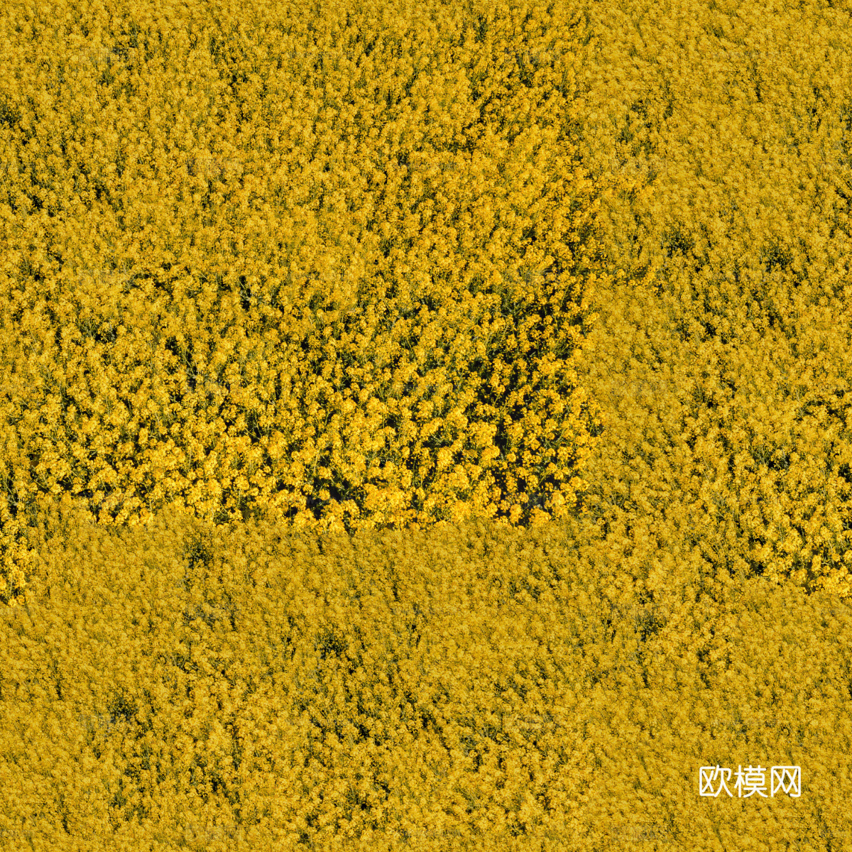 农田油菜花田203下载