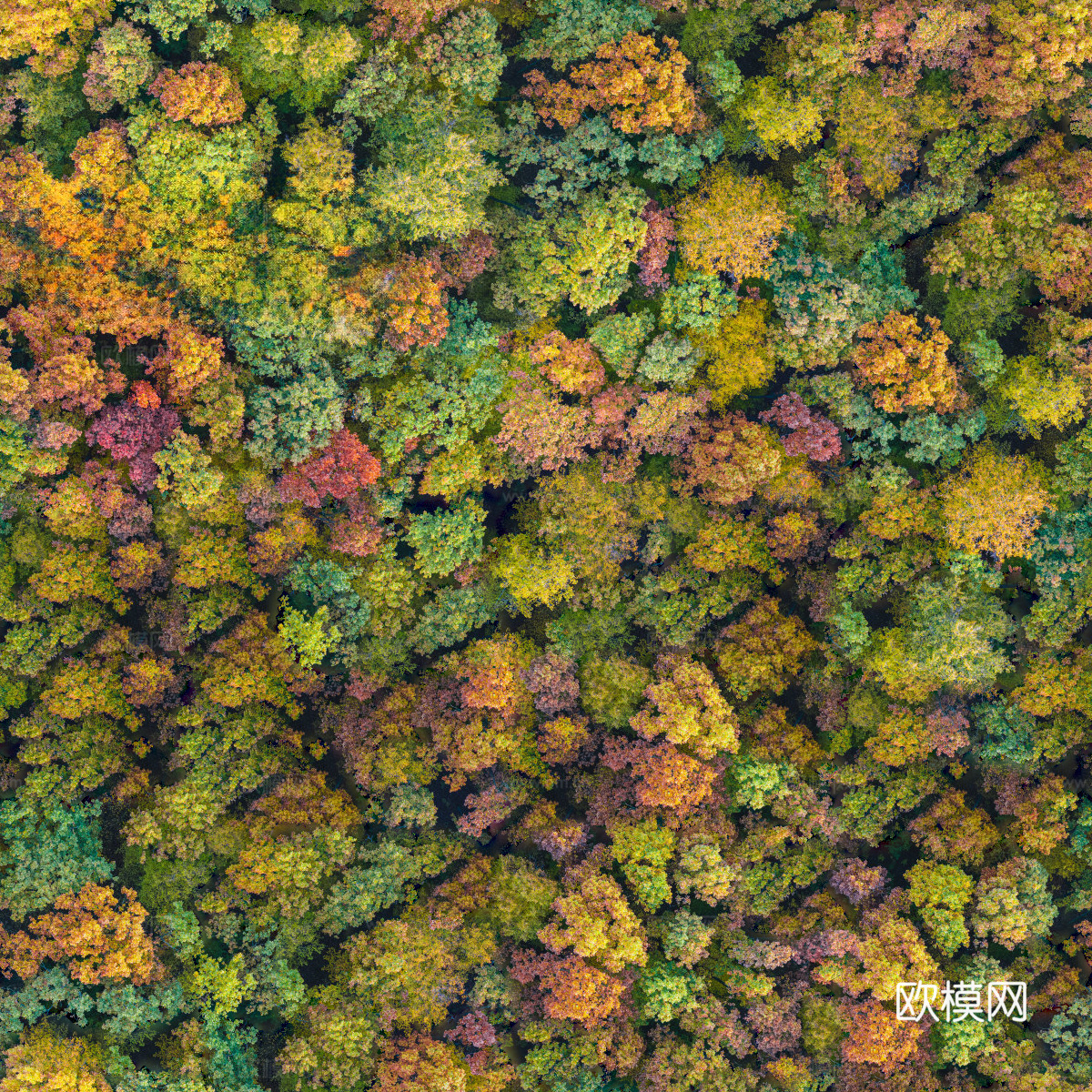 秋天色彩丰富的树林森林俯视图33