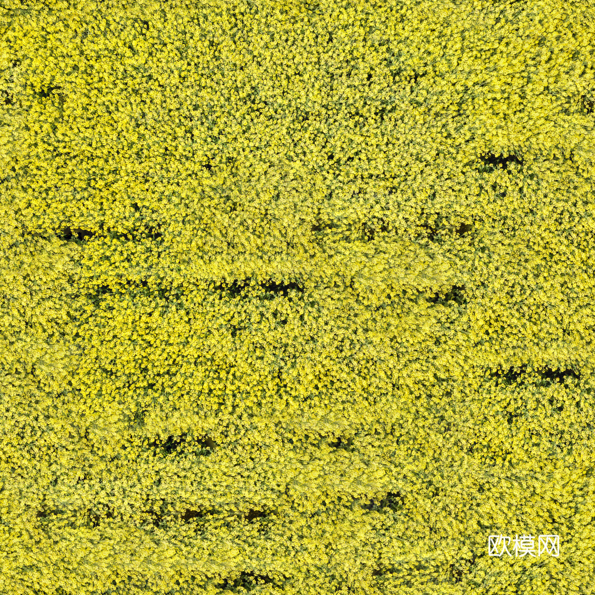 农田油菜花田173下载