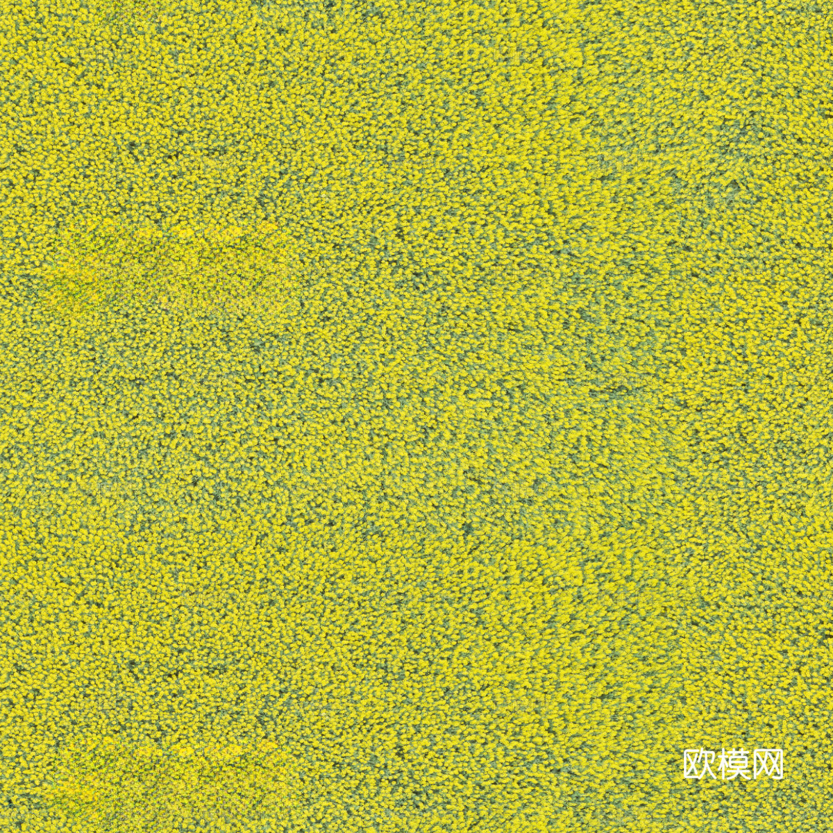 农田油菜花田231