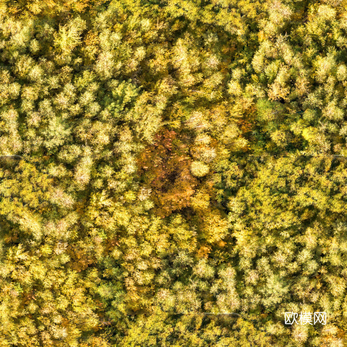 秋天色彩丰富的树林森林俯视图12