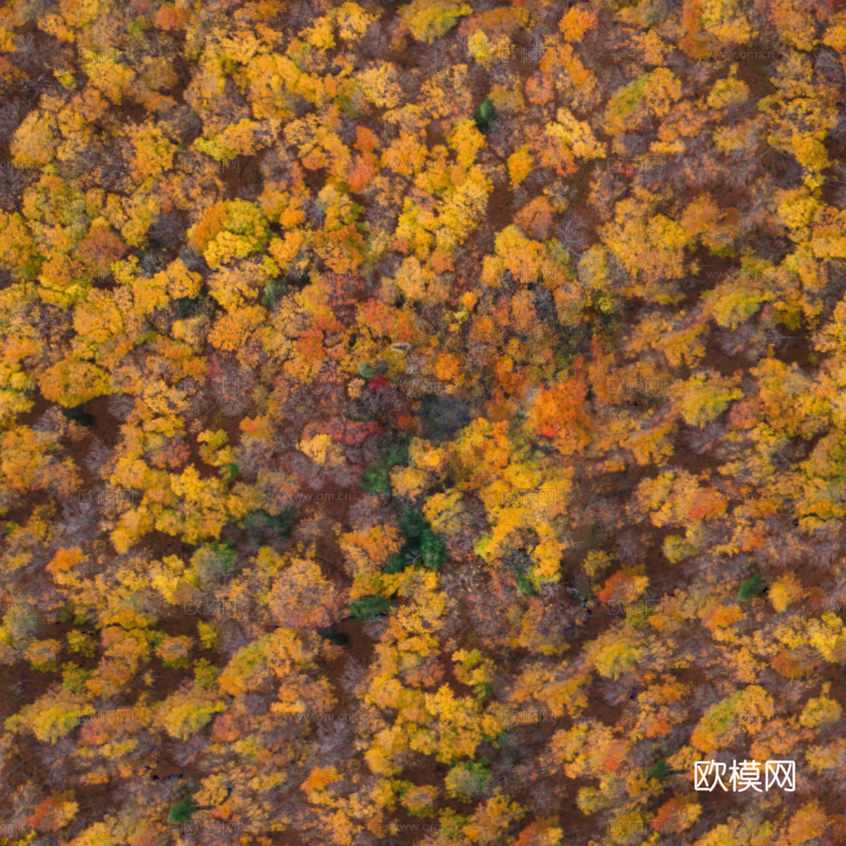 秋天色彩丰富的树林森林俯视图72下载