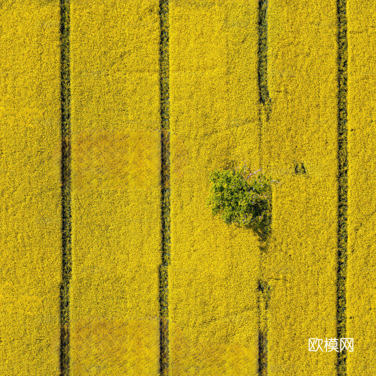 农田油菜花田104下载