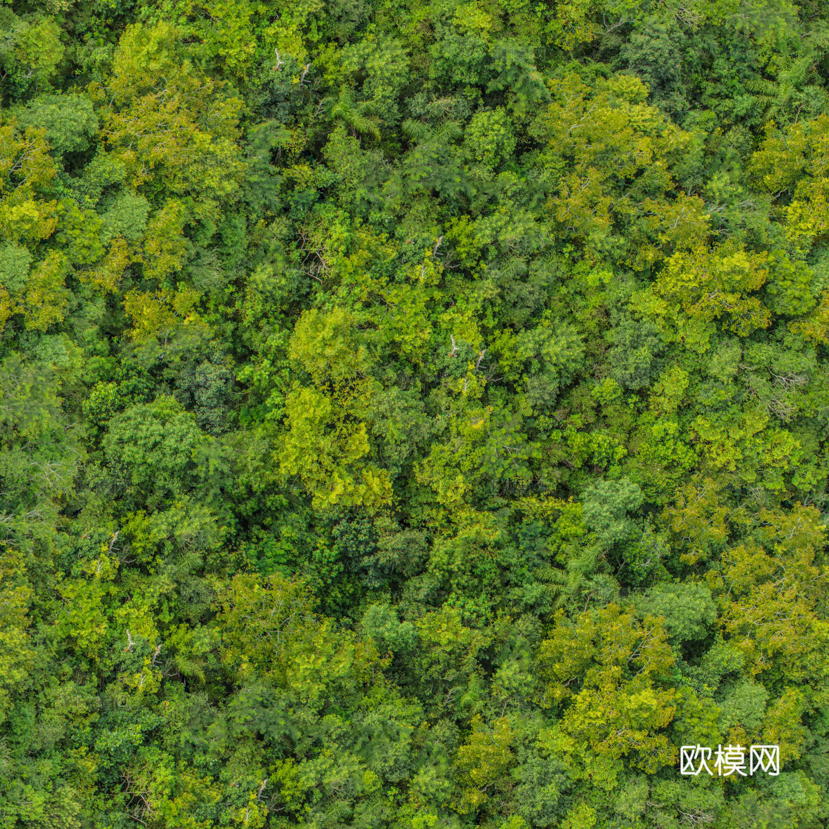 森林树林俯视图22下载