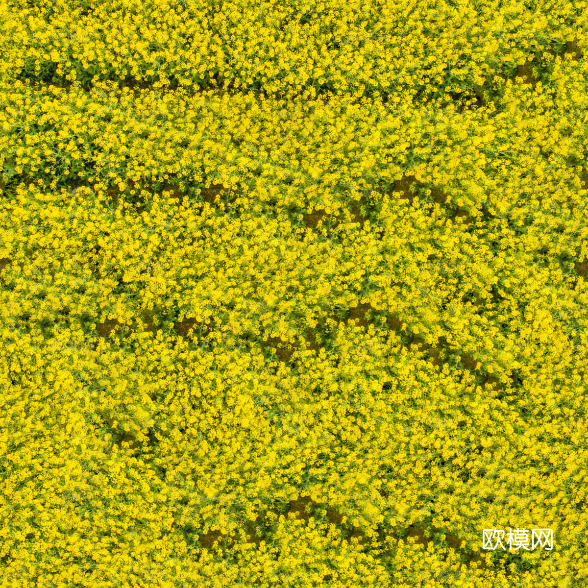 农田油菜花田167