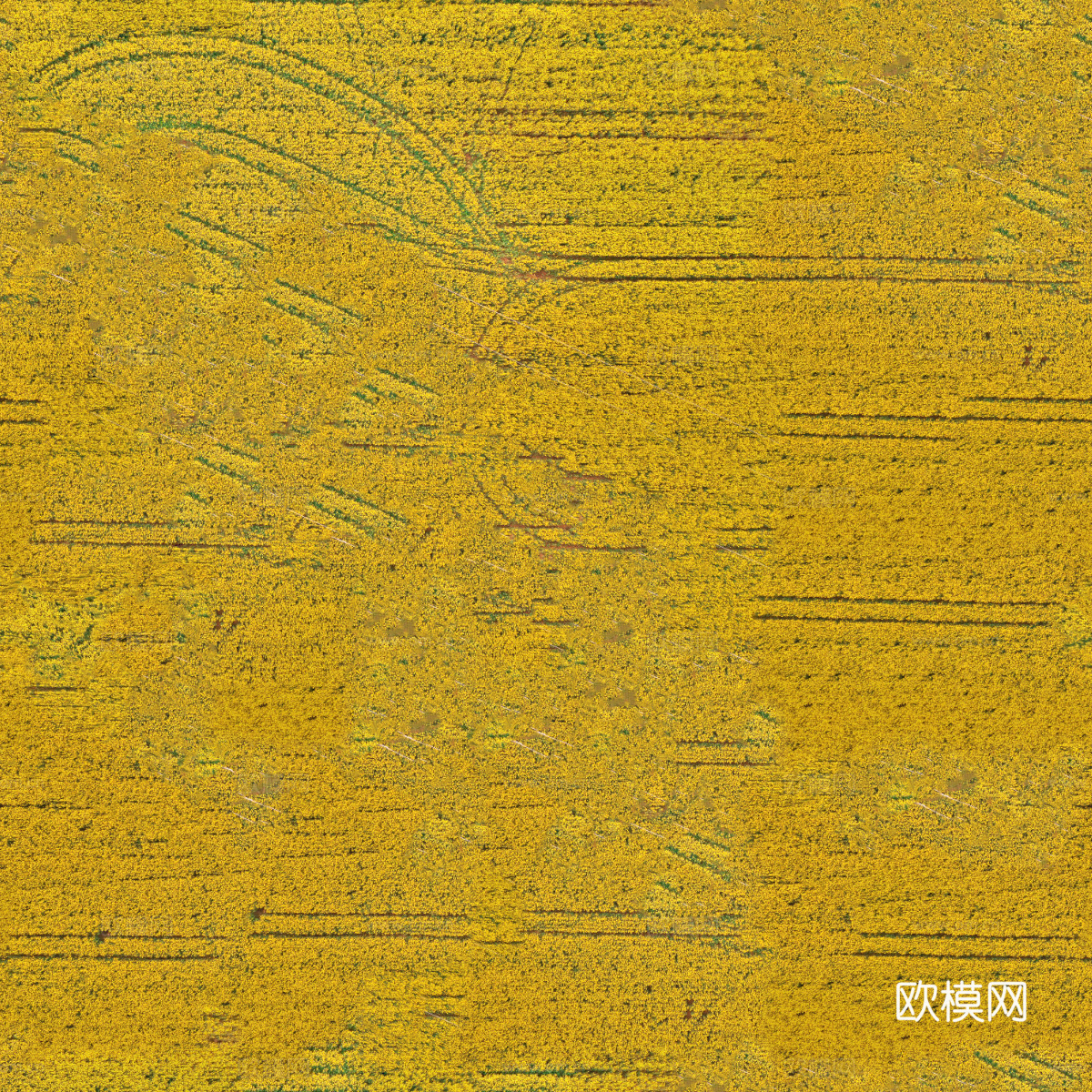 农田油菜花田212下载