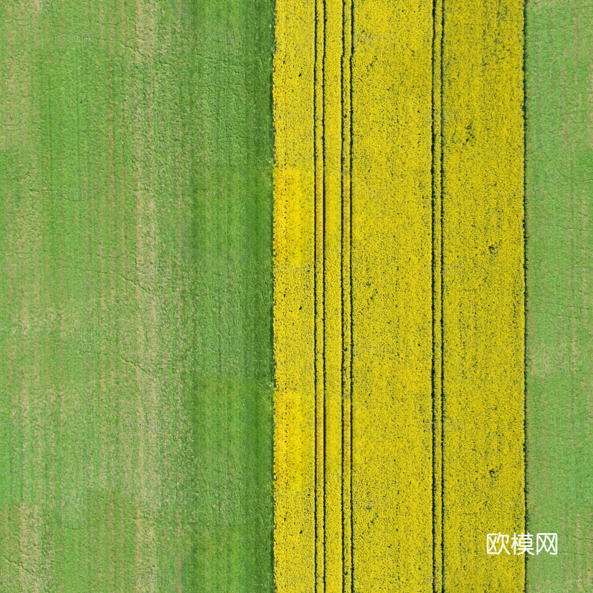 农田油菜花田59