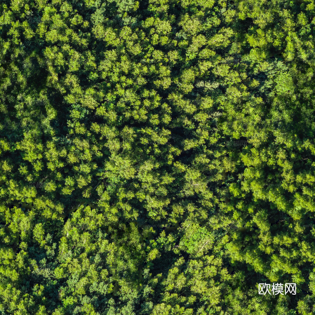森林树林俯视图75
