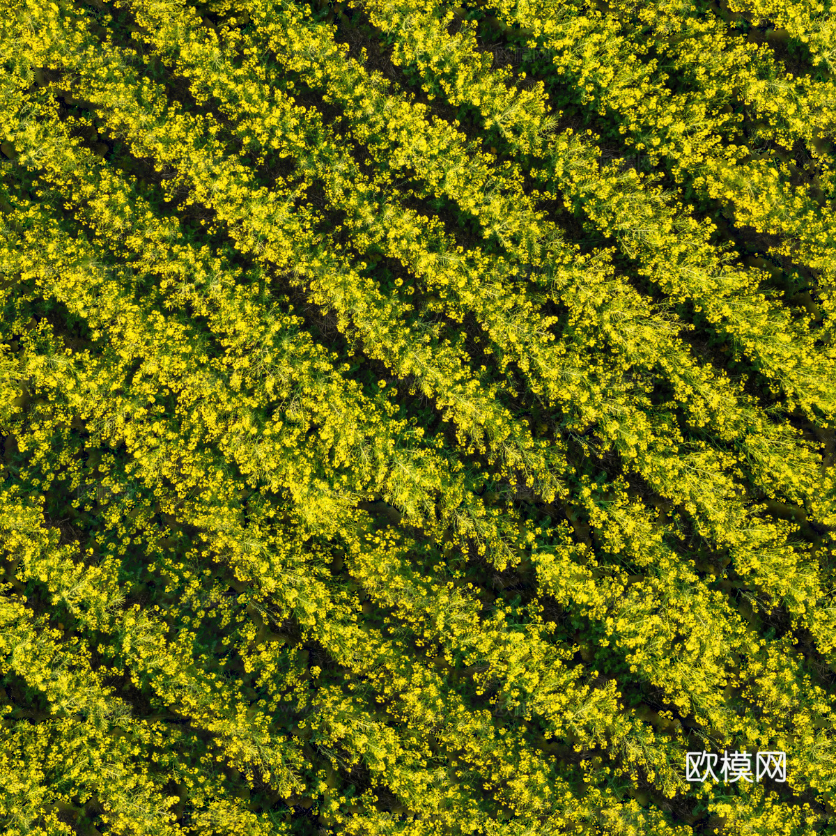 农田油菜花田220