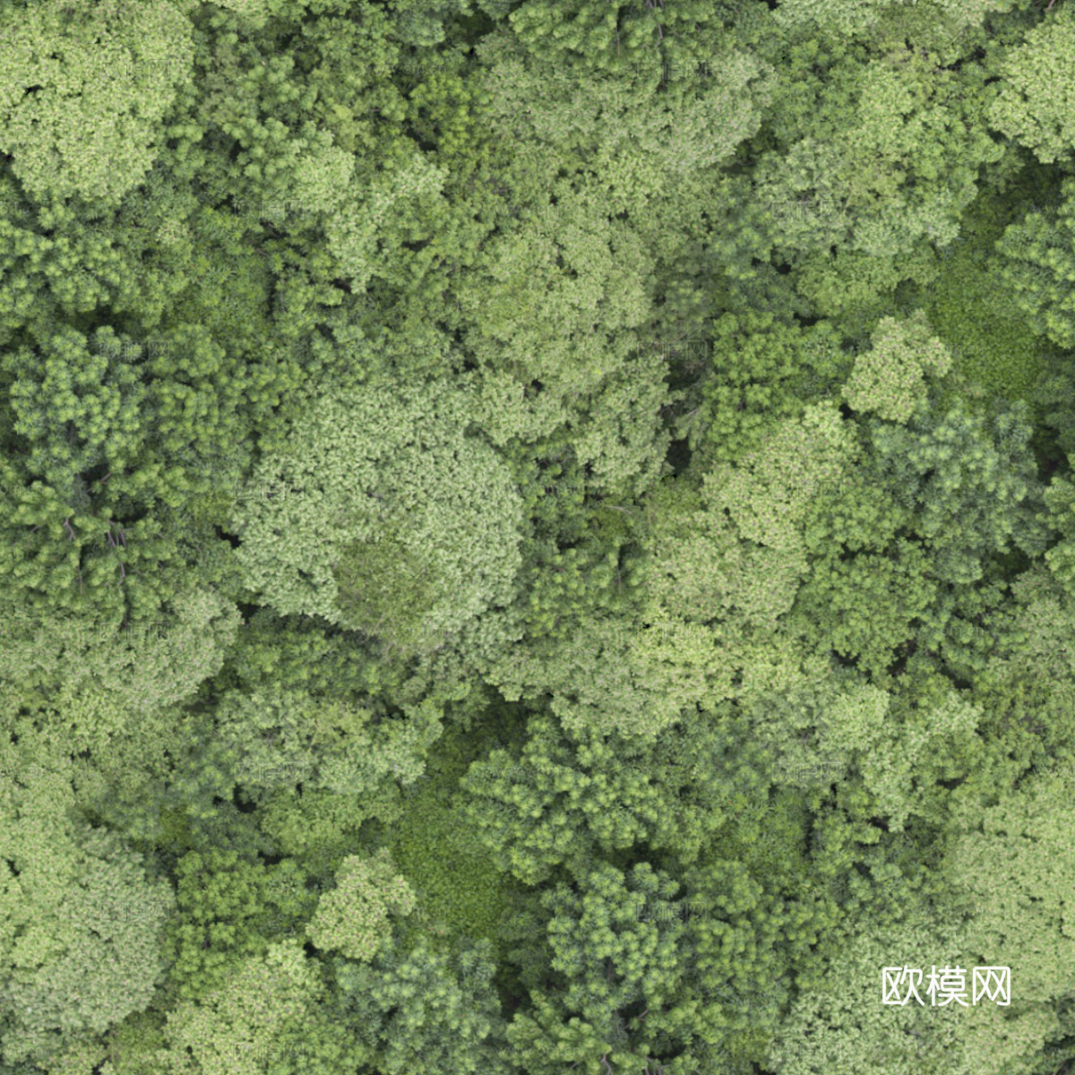 森林树林俯视图124