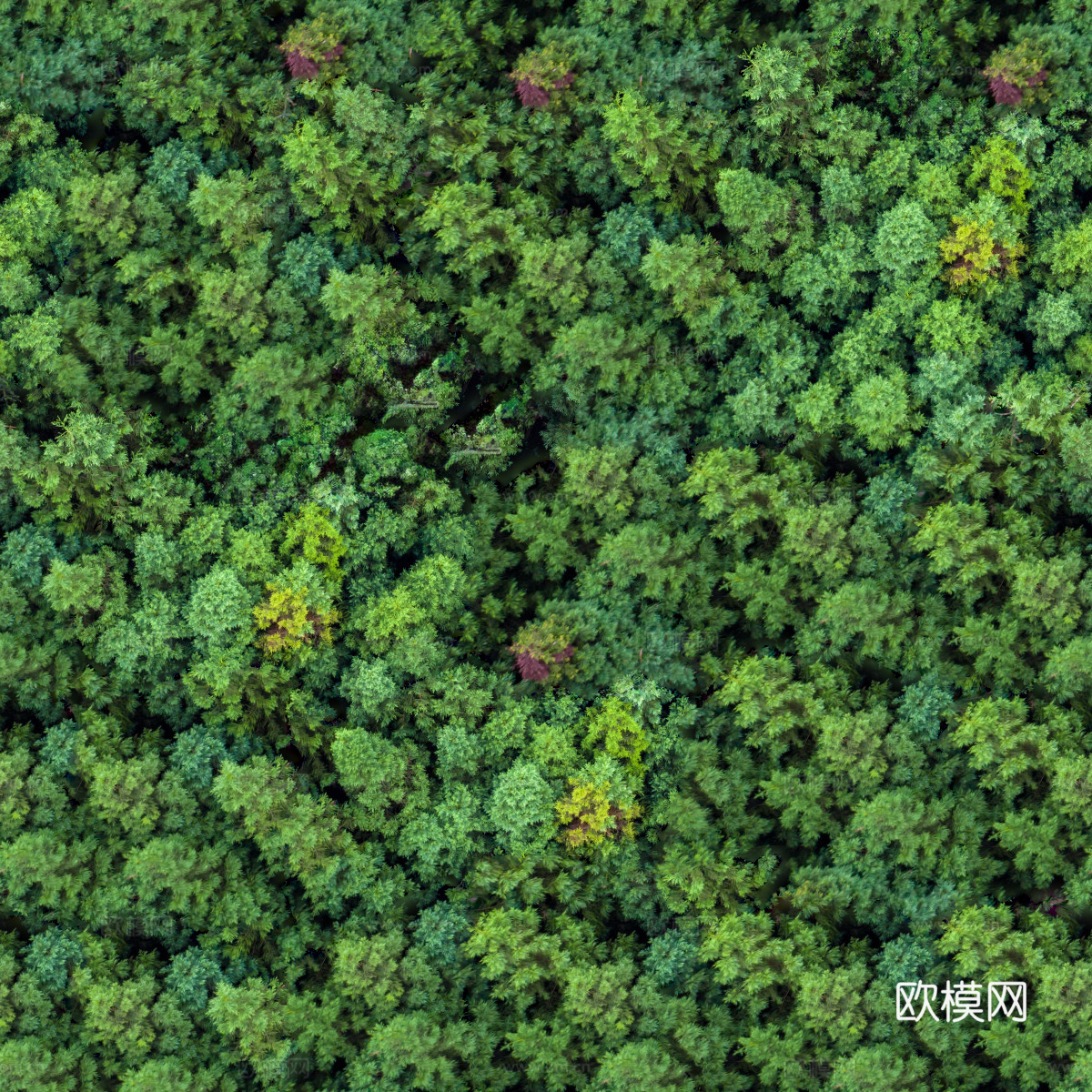 森林树林俯视图104