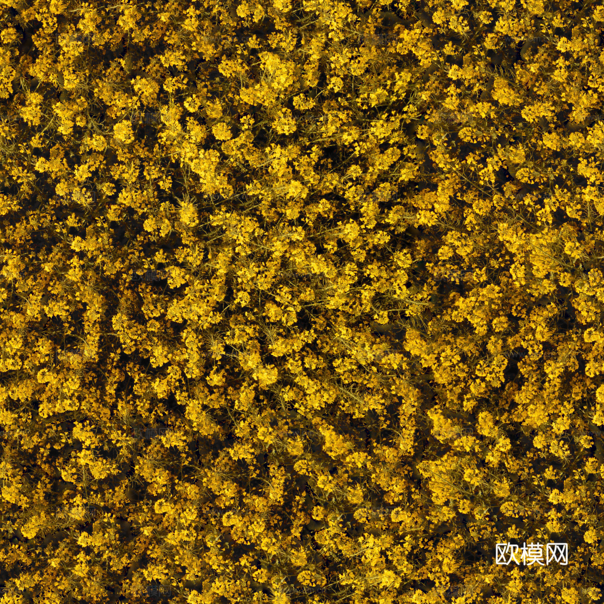 农田油菜花田214