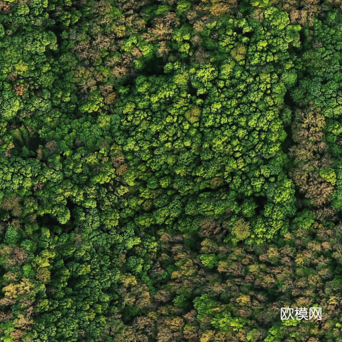 森林树林俯视图33