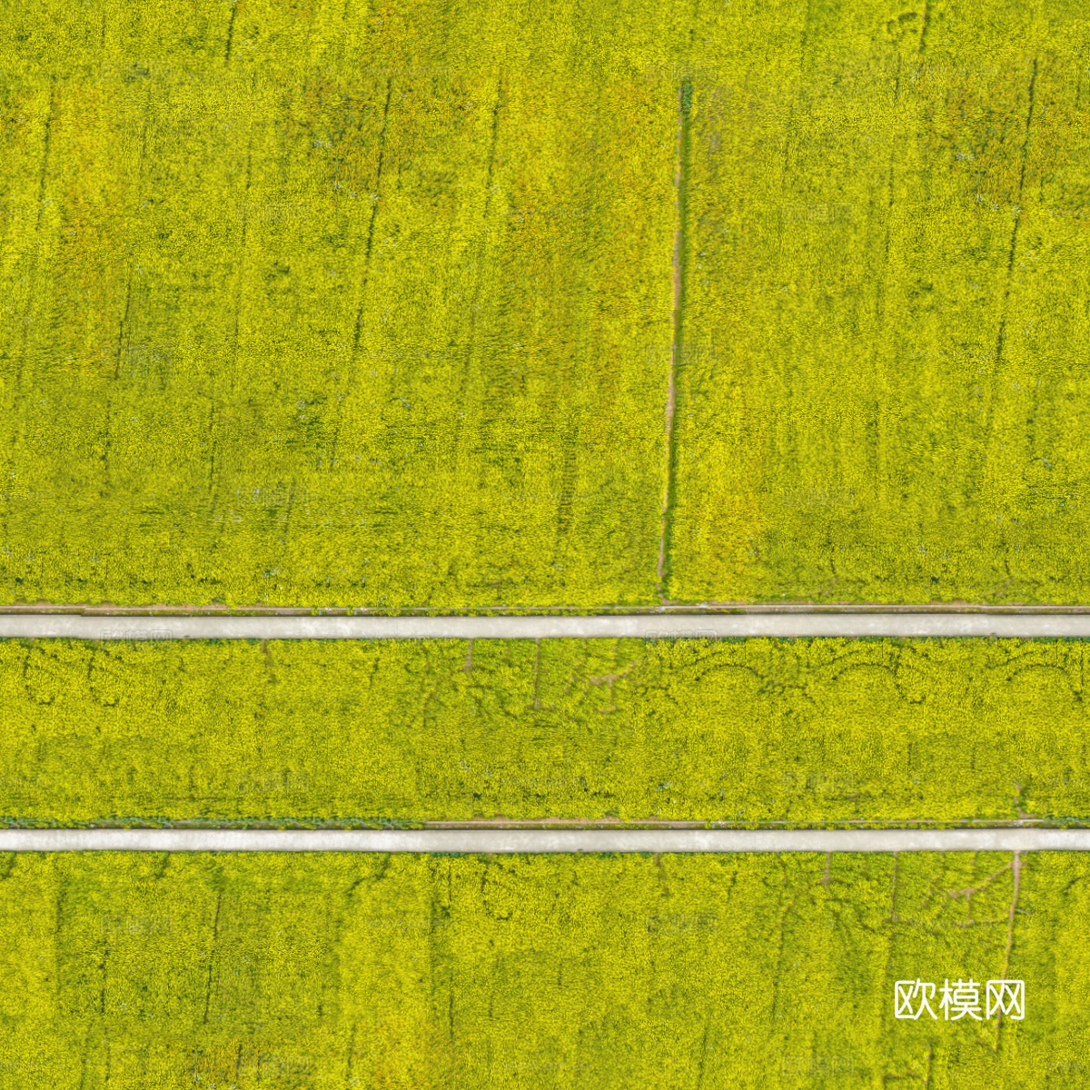 农田油菜花田137下载