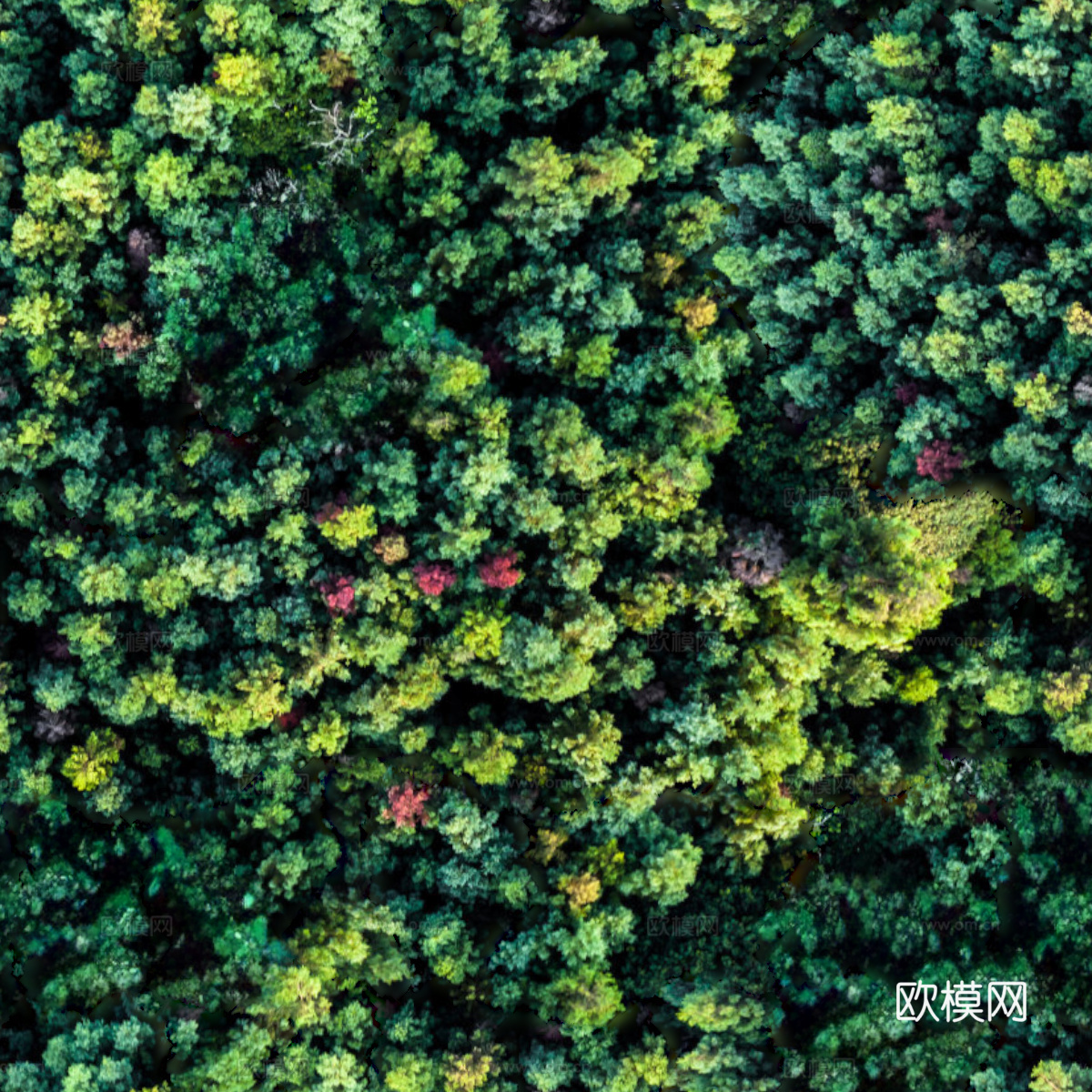 森林树林俯视图105