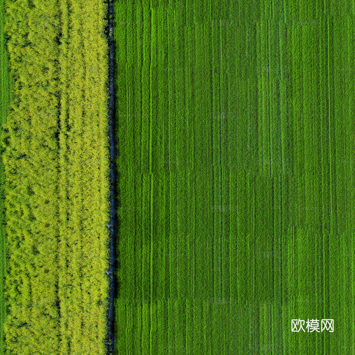 农田油菜花田169