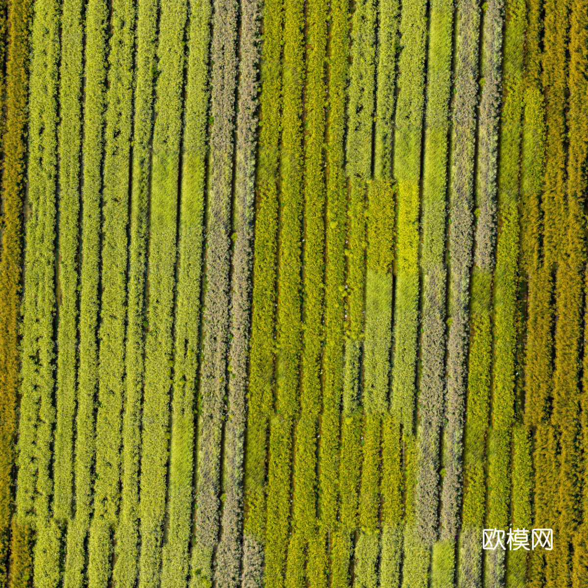 农田油菜花田113