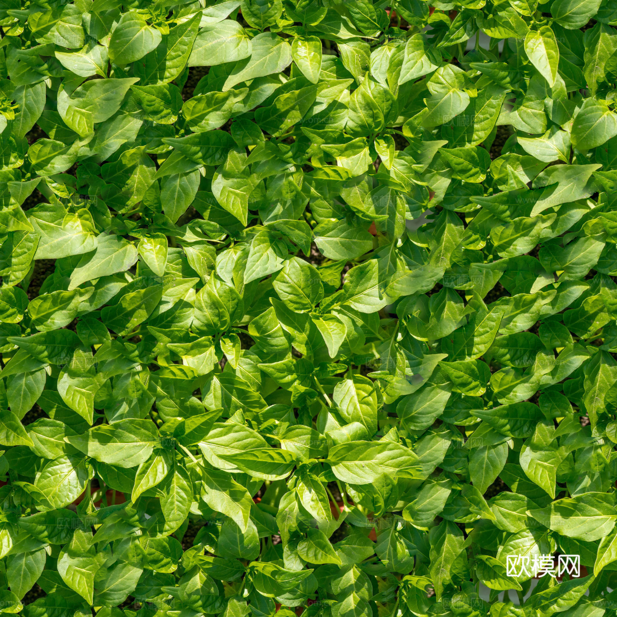 菜地农田农作物俯视图16下载