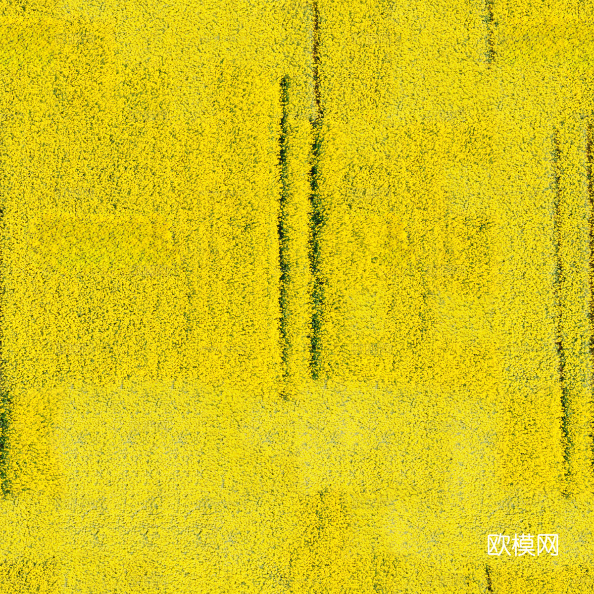 农田油菜花田172