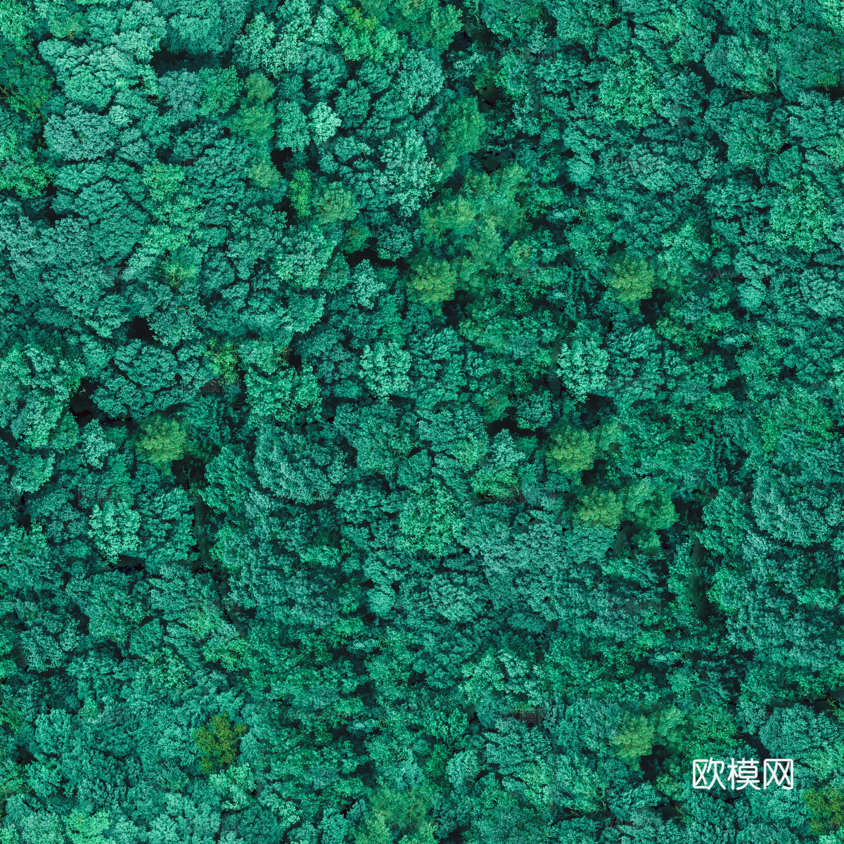 森林树林俯视图5