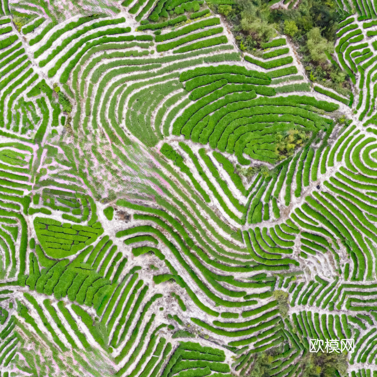 满山茶园茶山茶树俯视图135下载