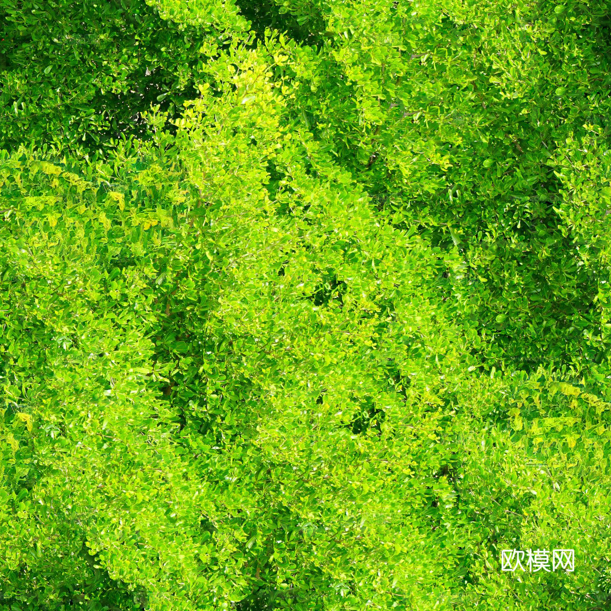 森林树林俯视图52