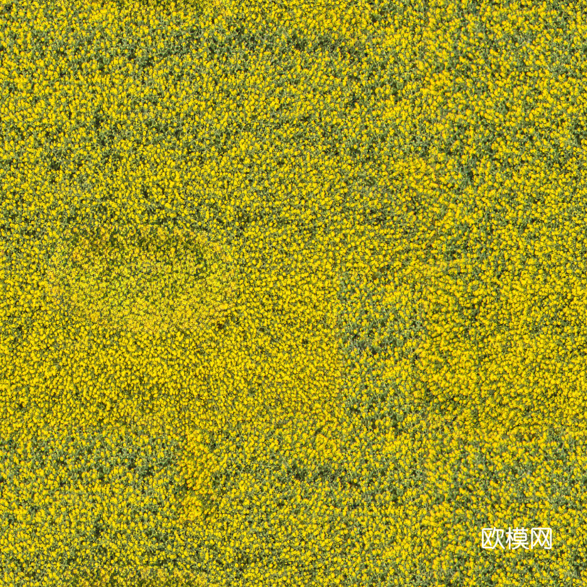 农田油菜花田164下载