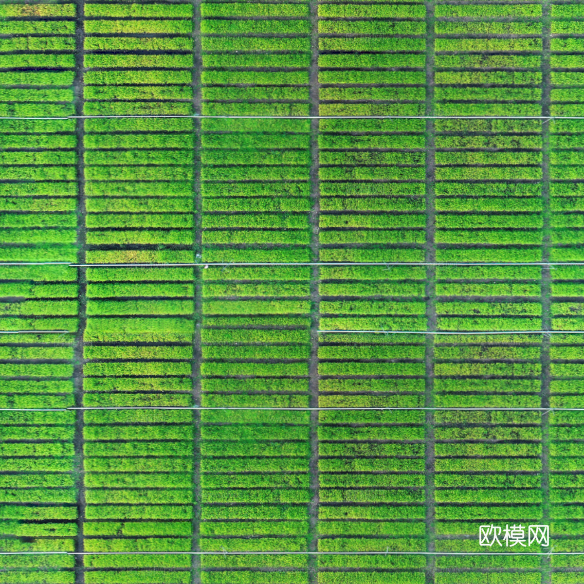 菜地农田农作物俯视图57下载