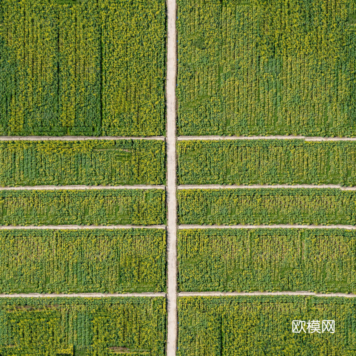 农田油菜花田116