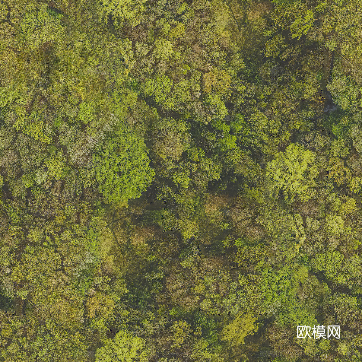森林树林俯视图96下载