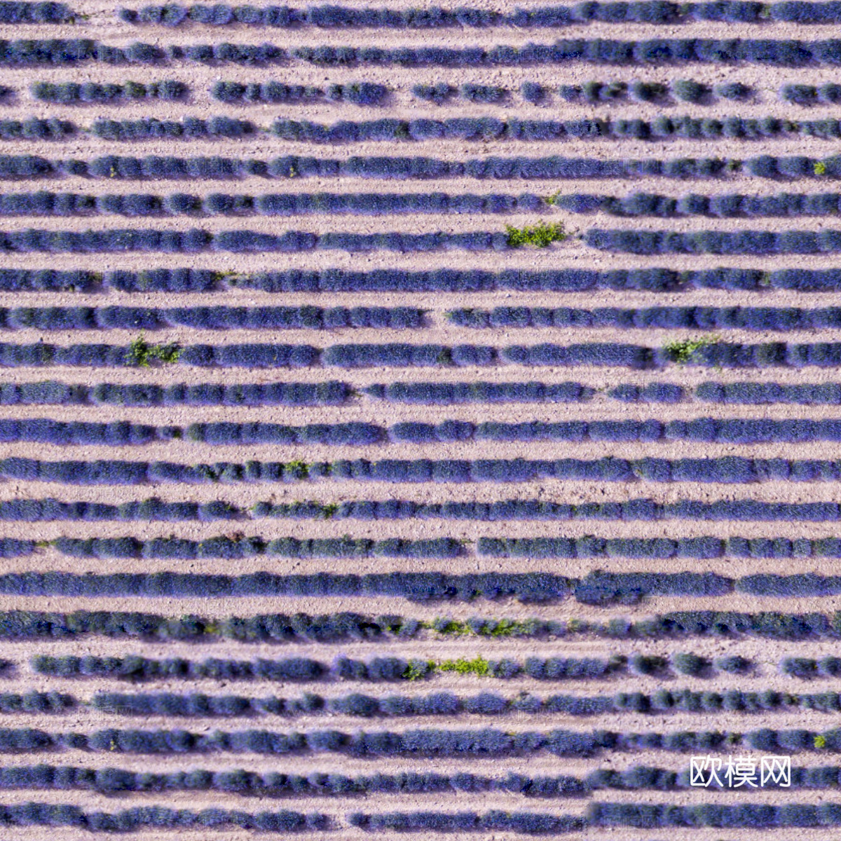 花田花海16下载