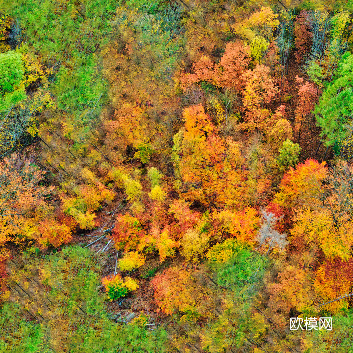 秋天色彩丰富的树林森林俯视图42