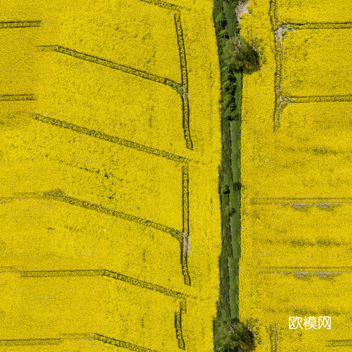 农田油菜花田130