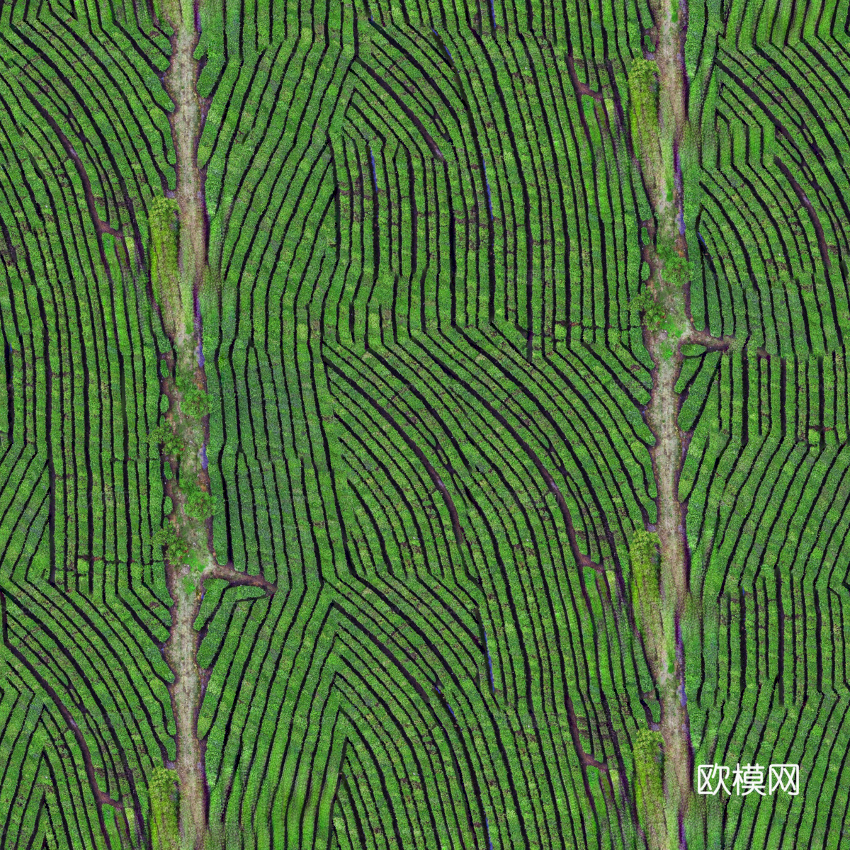 满山茶园茶山茶树俯视图93下载