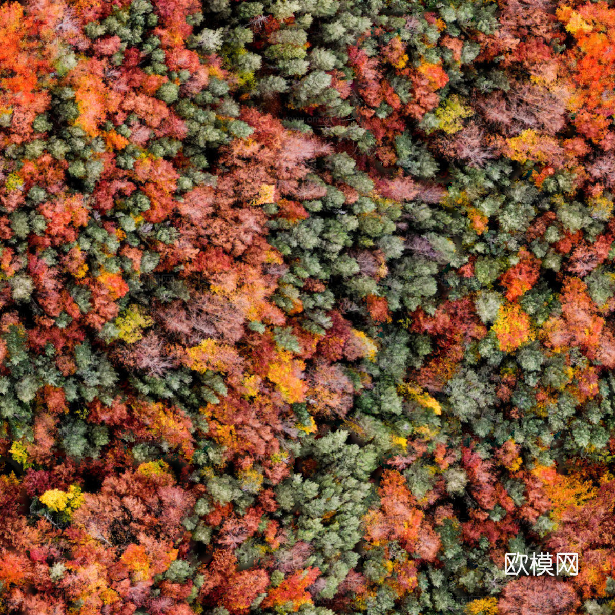 秋天色彩丰富的树林森林俯视图73