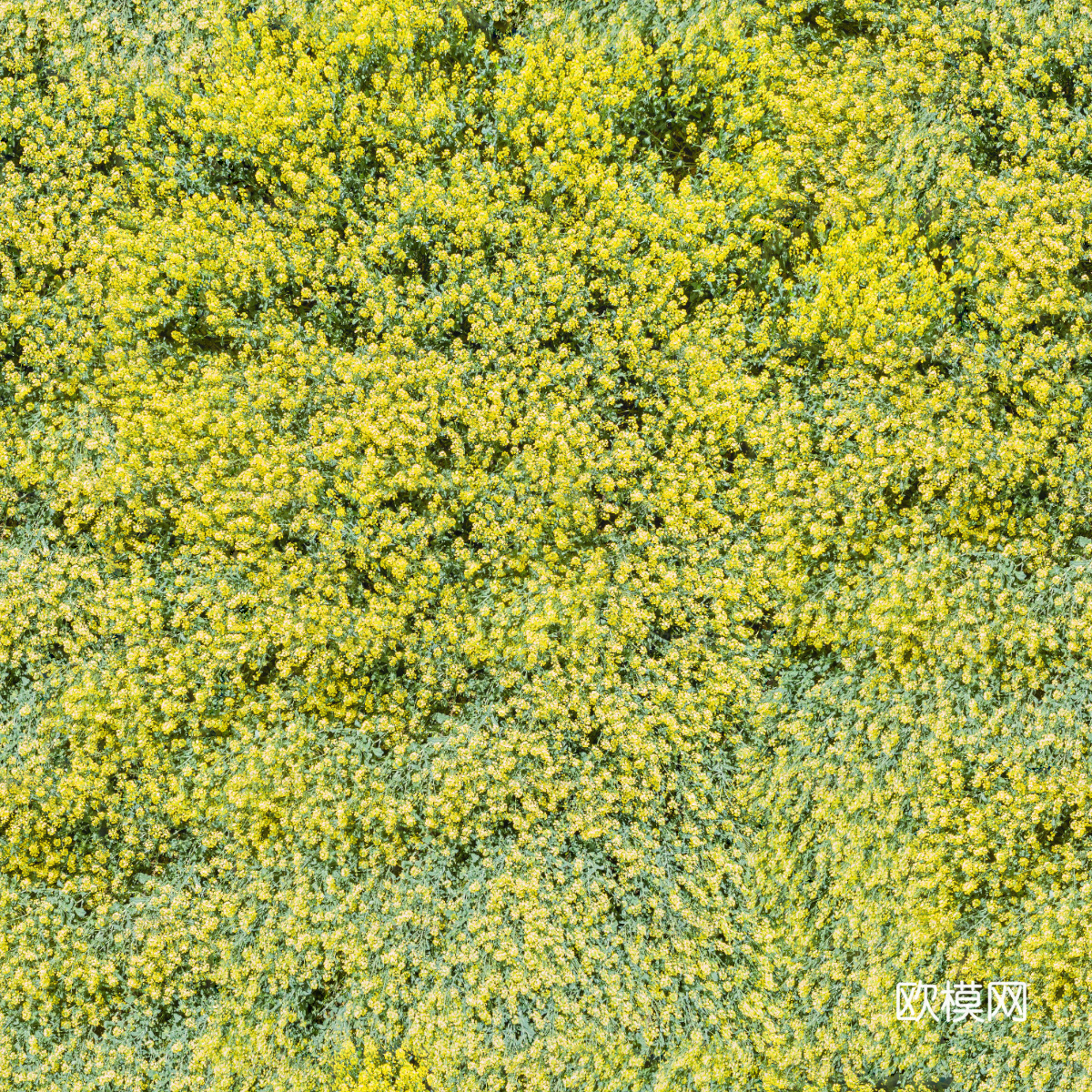 农田油菜花田255下载