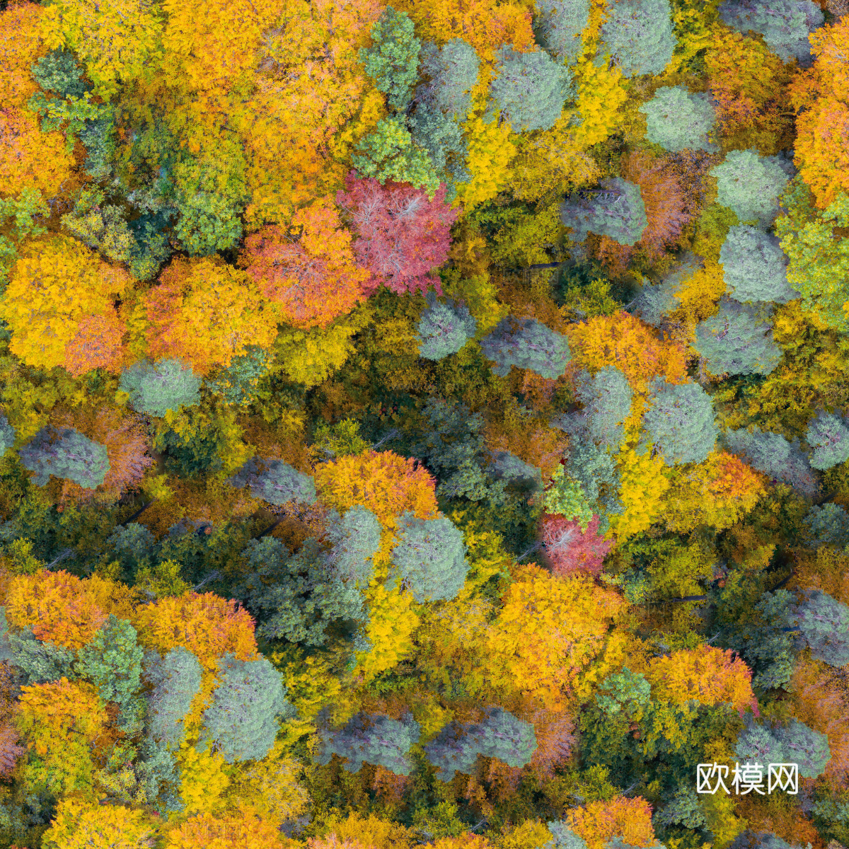 秋天色彩丰富的树林森林俯视图32