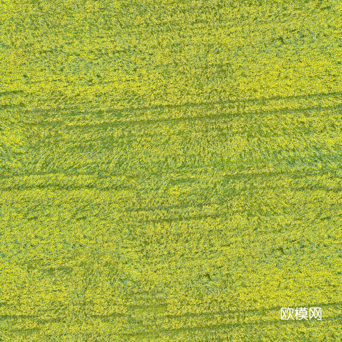 农田油菜花田249下载