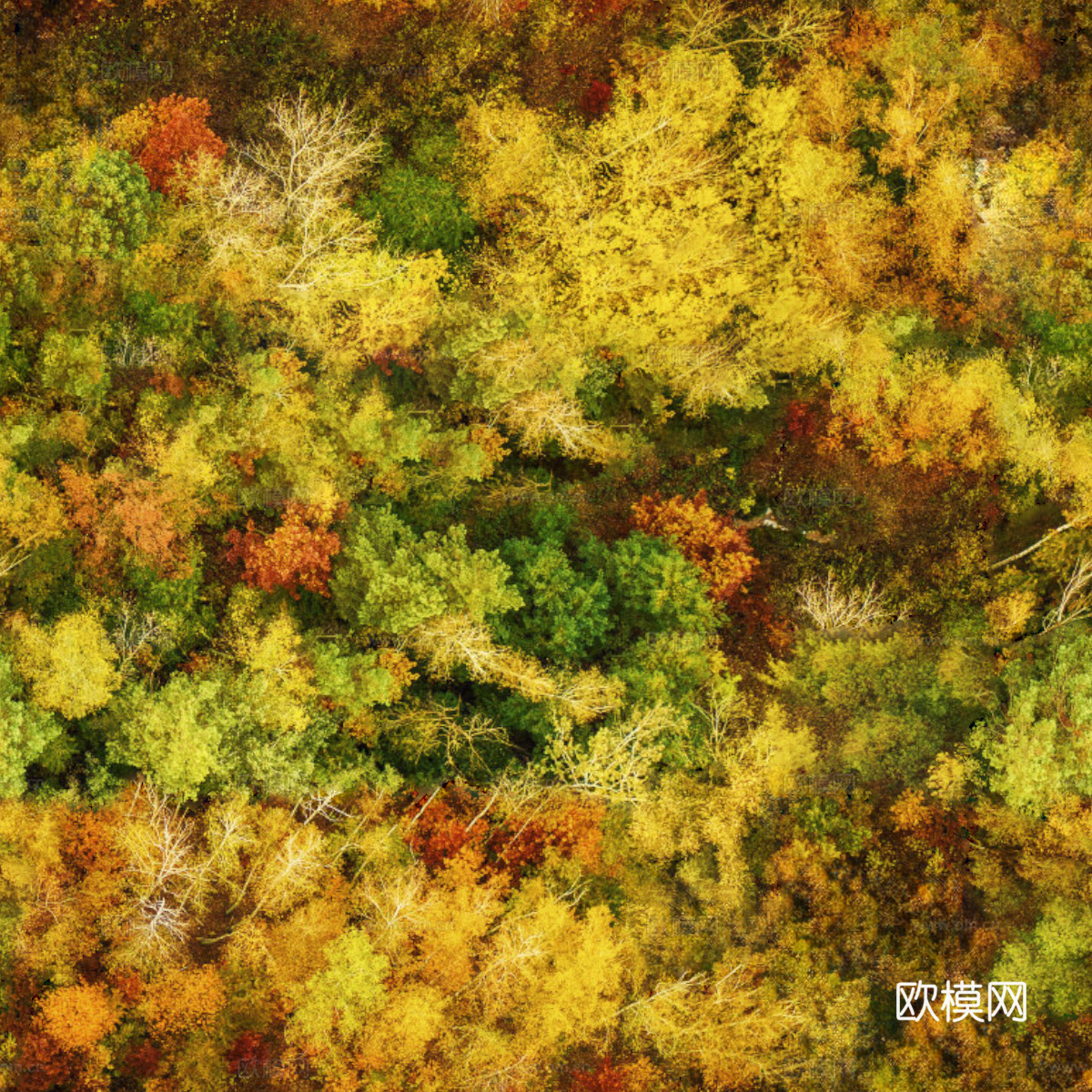 秋天色彩丰富的树林森林俯视图66下载