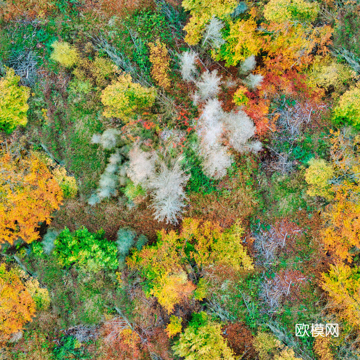 秋天色彩丰富的树林森林俯视图44