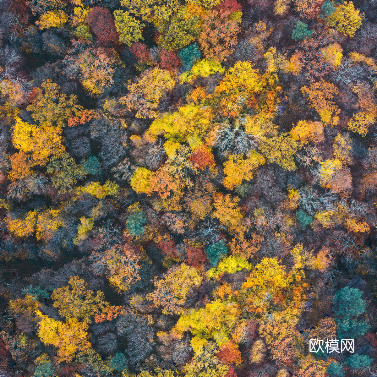 秋天色彩丰富的树林森林俯视图52
