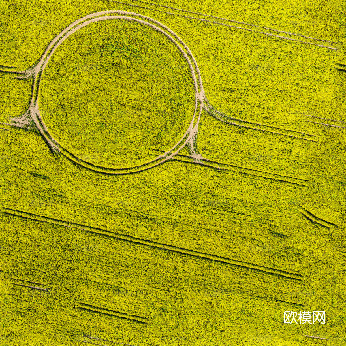 农田油菜花田142下载